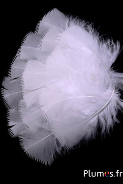 Dinde effilée - 6-8 cm - blanc